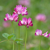 れんげ草の画像