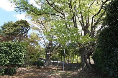 とても大きな樹木、根張りも大きく立派な石原家のケヤキ