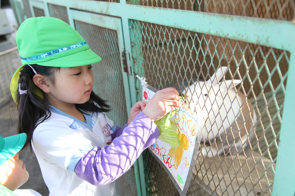 うさぎに餌をあげる園児の様子