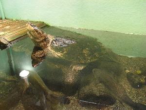 カミツキガメ