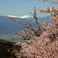 桜の花の画像