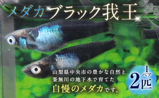 ブラック我王 メダカ