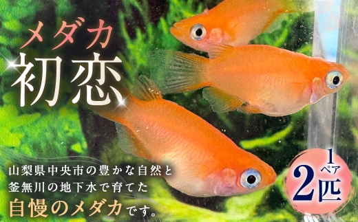 初恋 メダカ