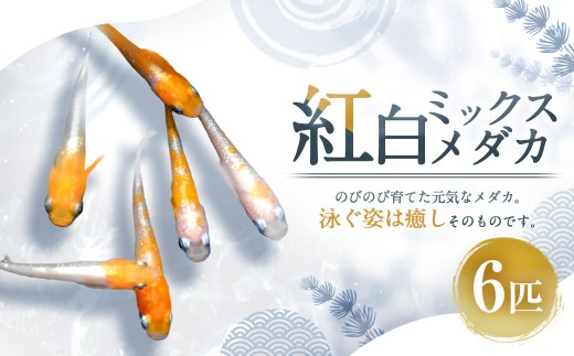 紅白ミックス メダカ