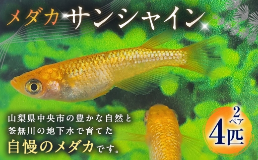 サンシャイン