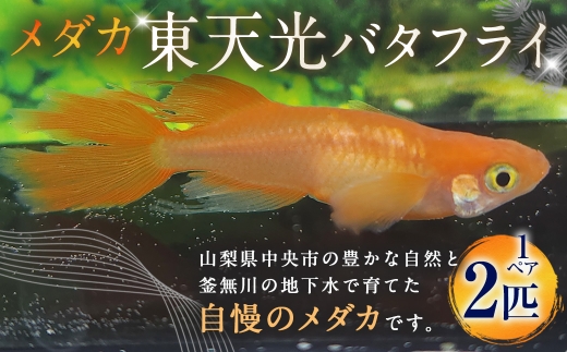 東天光バタフライ メダカ