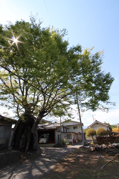 山宮の大ケヤキの写真
