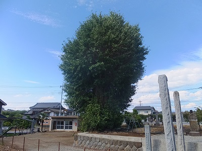 樹齢推定300年のとても大きな延命寺のイチョウ