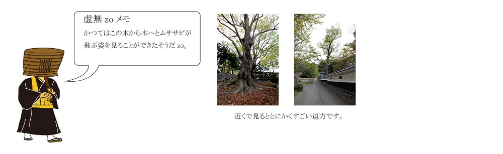 かつてはこの木から木へムササビが飛ぶ姿を見ることができました。