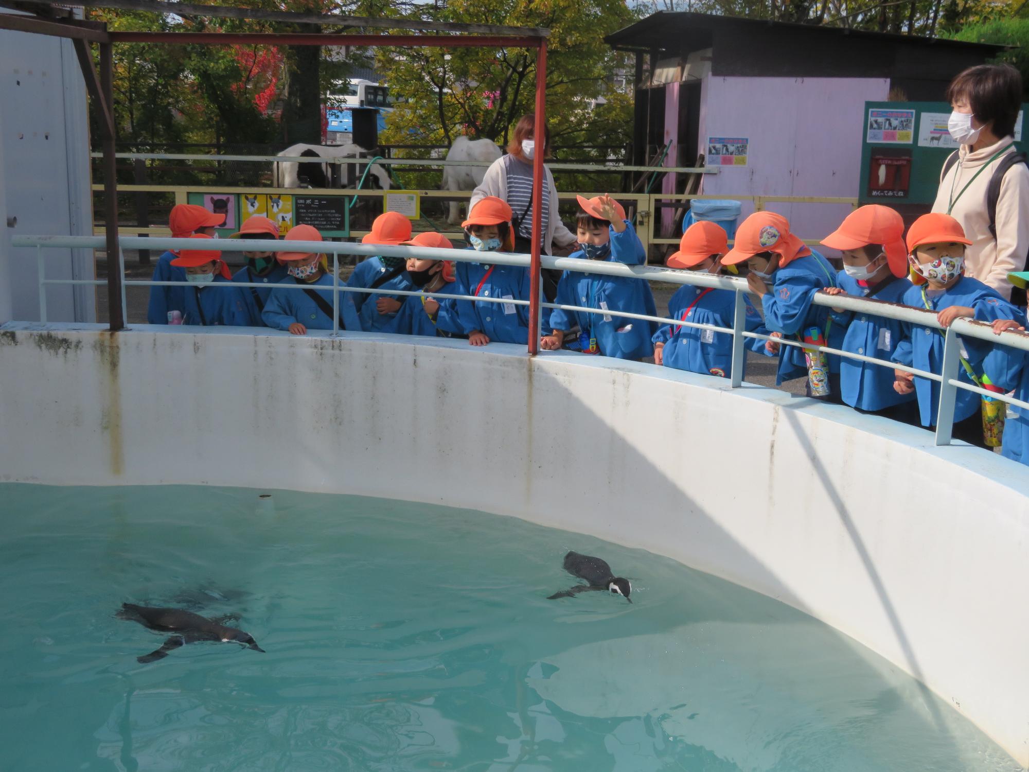 ぱんだ組ペンギンを見て