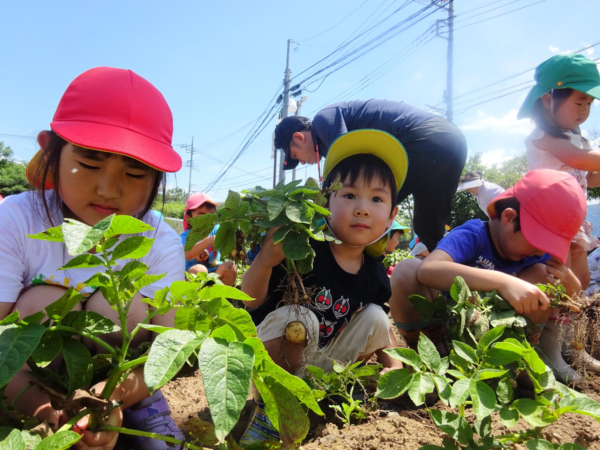 掘ったジャガイモを掲げる年少男の子