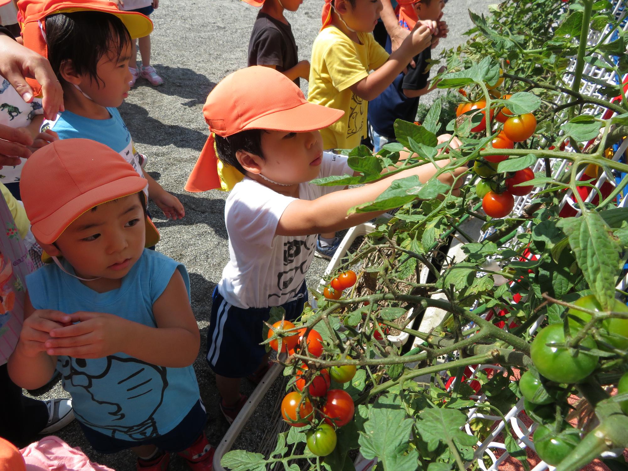 トマトを収穫する3歳児の子どもたち