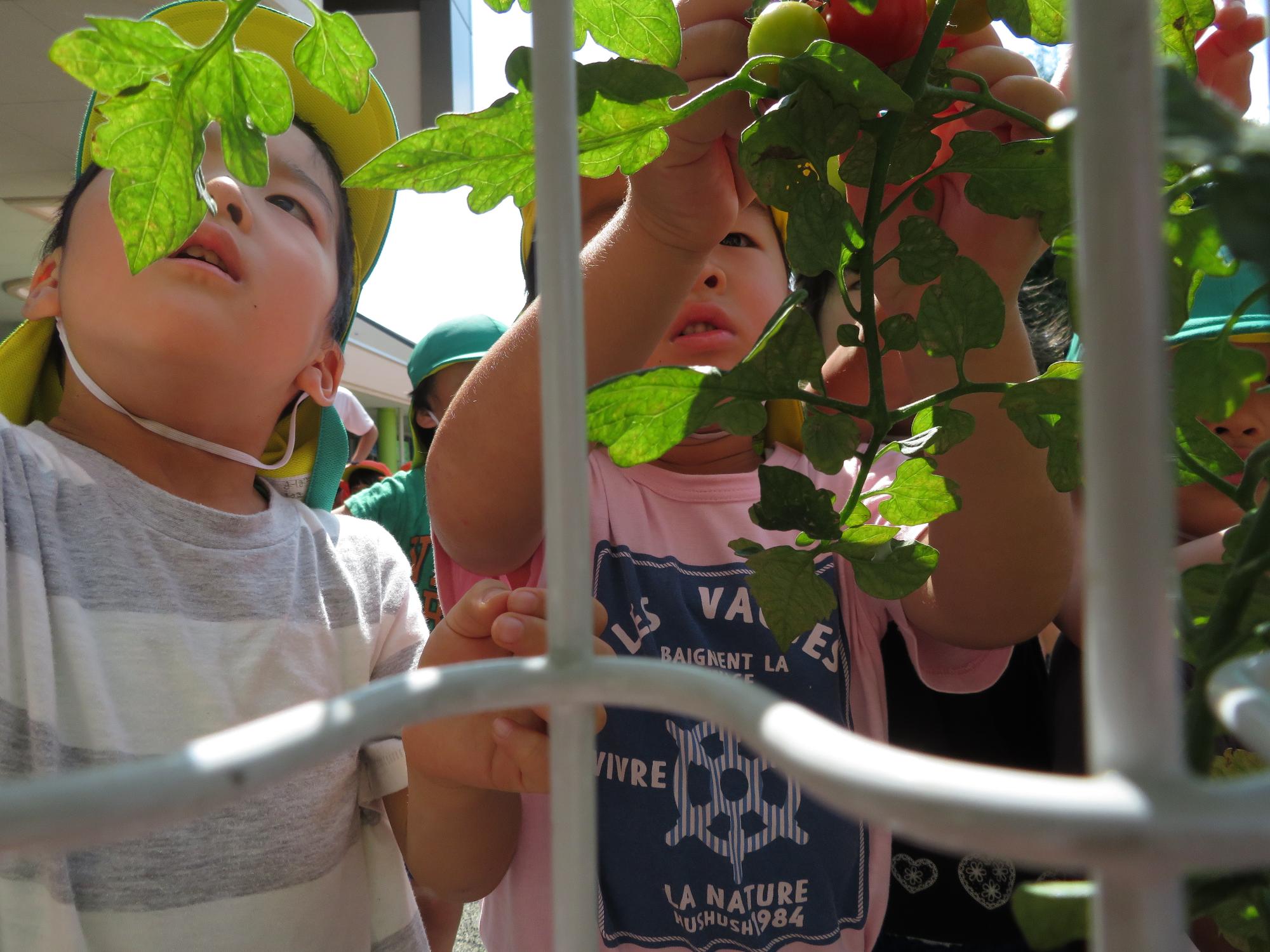 トマトを収穫する4歳児の子どもたち