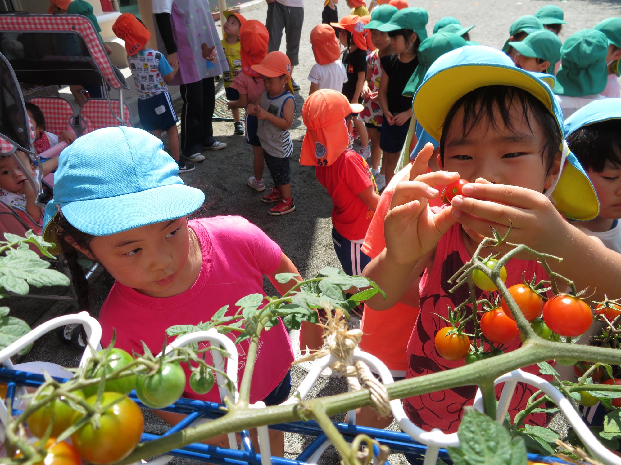 トマトを収穫する5歳児の子どもたち