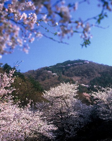 たいら山にある山之神社参道の遠景写真。山にある参道に沿って、多くの白い桜が花を咲かせているのが良く判ります。