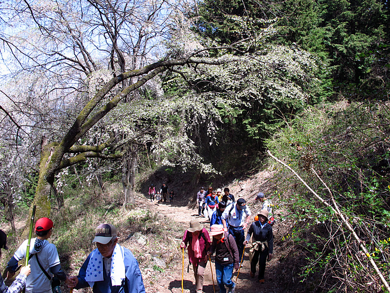 参道の坂道を歩くハイキング参加者たちの写真。木々の生い茂る狭い道幅ですが、多くの人が登っています。
