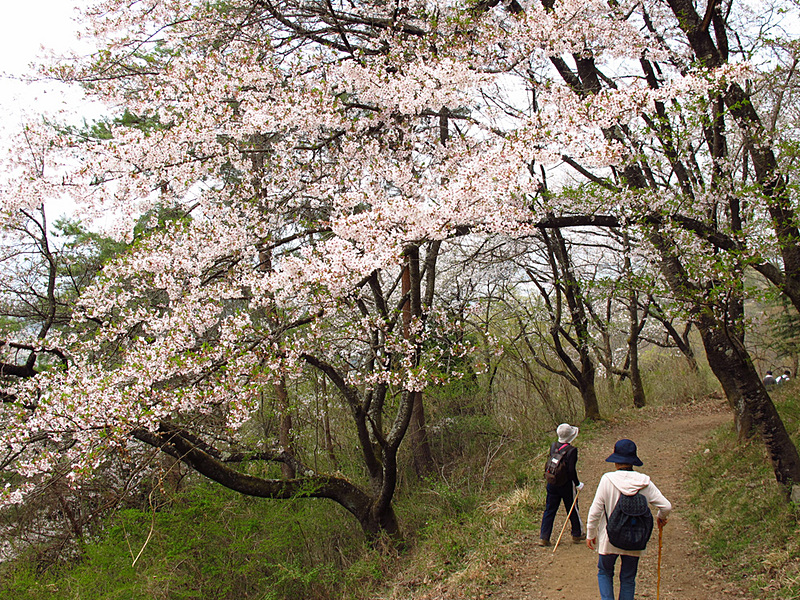 参道の坂道を歩くハイキング参加者たちの写真。参道沿いには満開の桜が咲いており、写真いっぱいに白い花が広がっています。