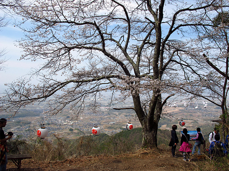 たいら山の上にある大きな桜のそばで、中央市の町並みを見下ろすハイキング参加者たちの写真。