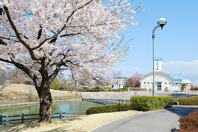 玉穂ふるさとふれあい広場。左手に満開の桜の木が写っており、日当たりの良い散歩道のそばには綺麗な修景池があります。