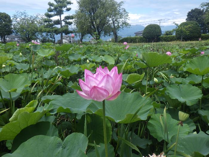 ハスの花