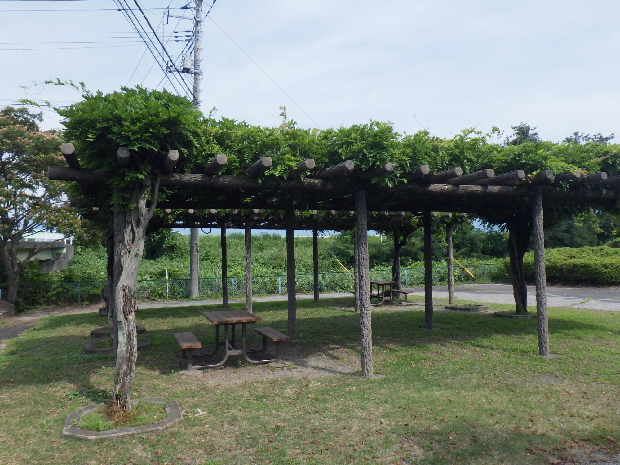 田富ふるさと公園藤棚