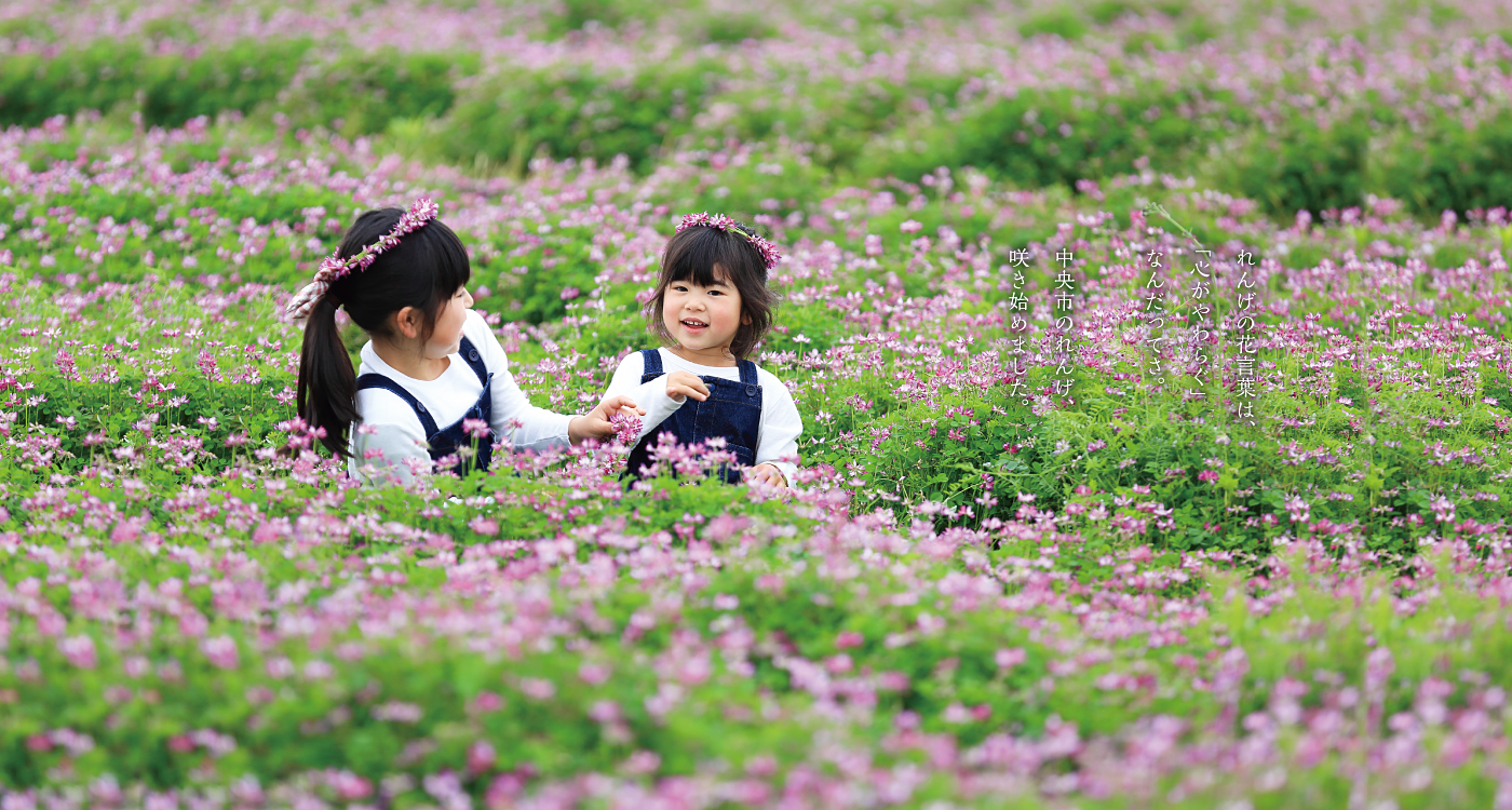 中央市のれんげ畑