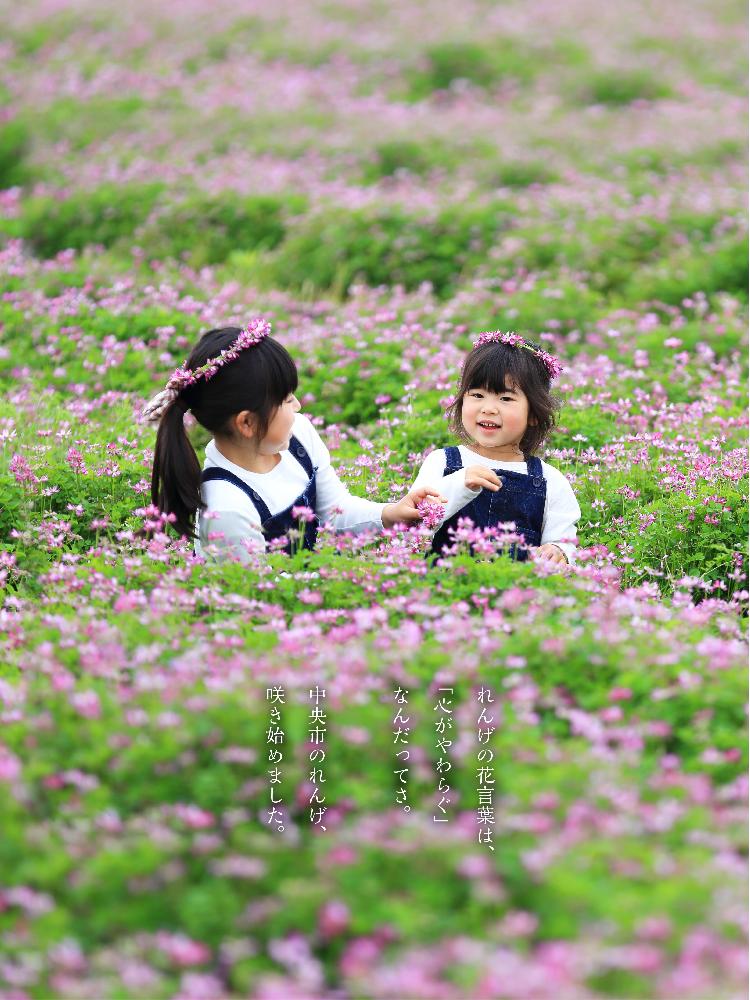 中央市のれんげ畑