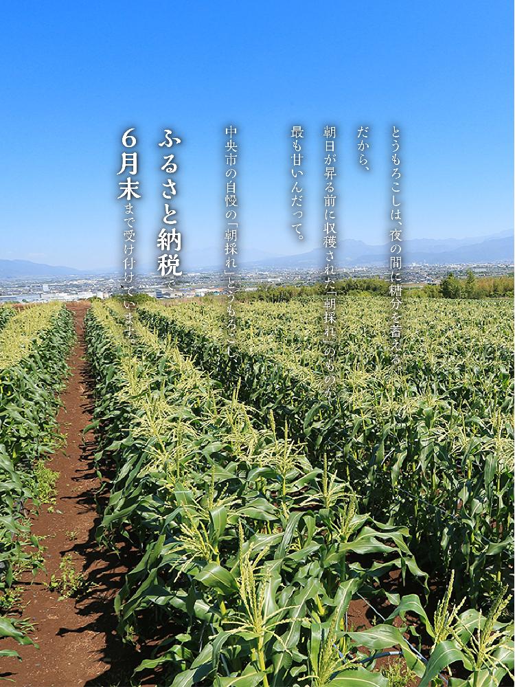 とうもろこし畑