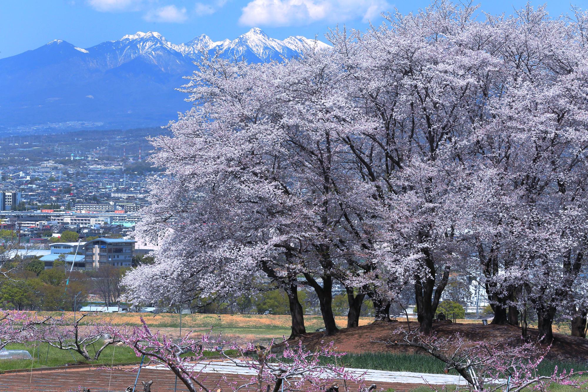 伊勢塚古墳の桜（中央市高部）