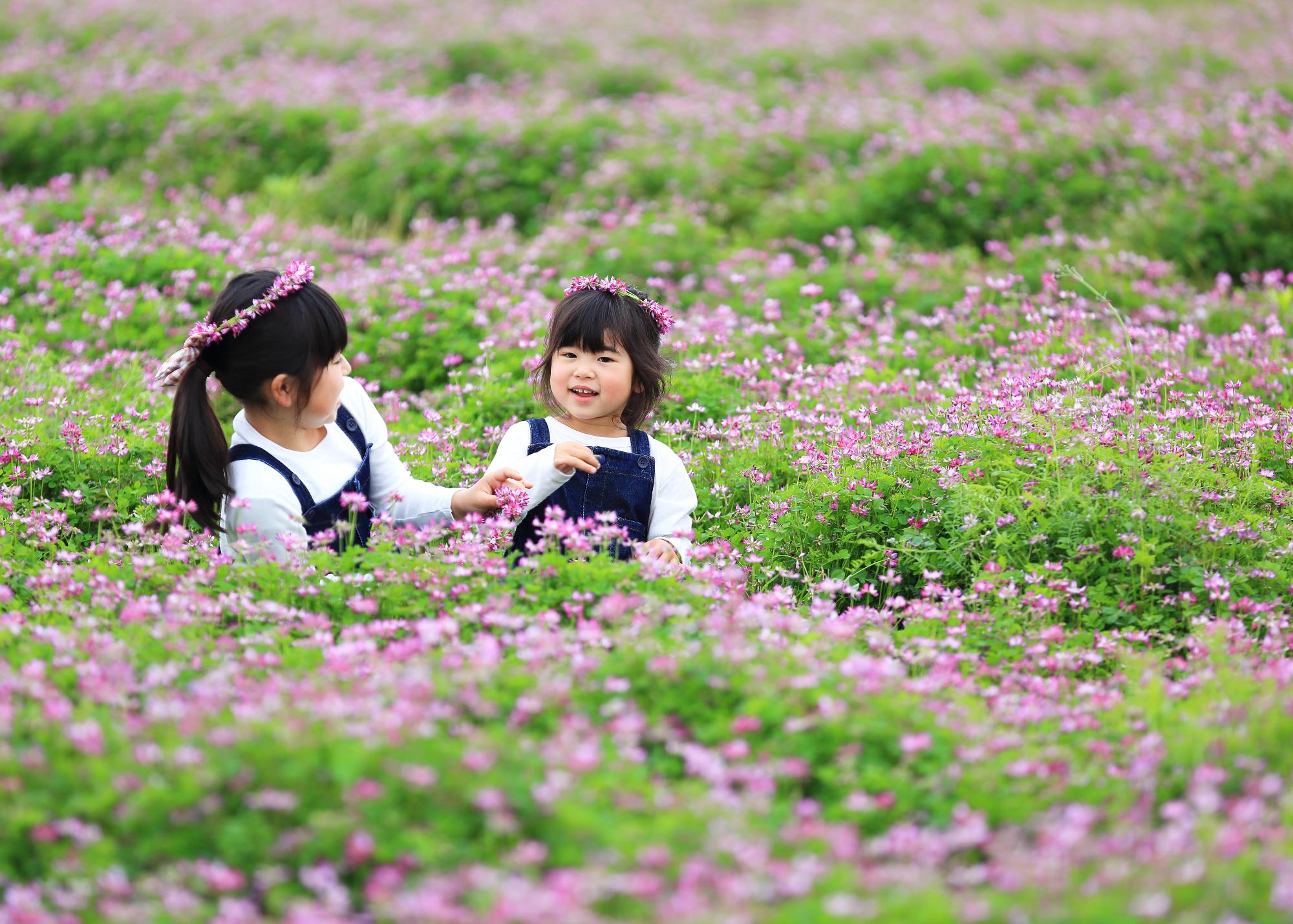 中央市のれんげ畑