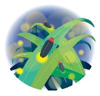 ホタル市民課画像
