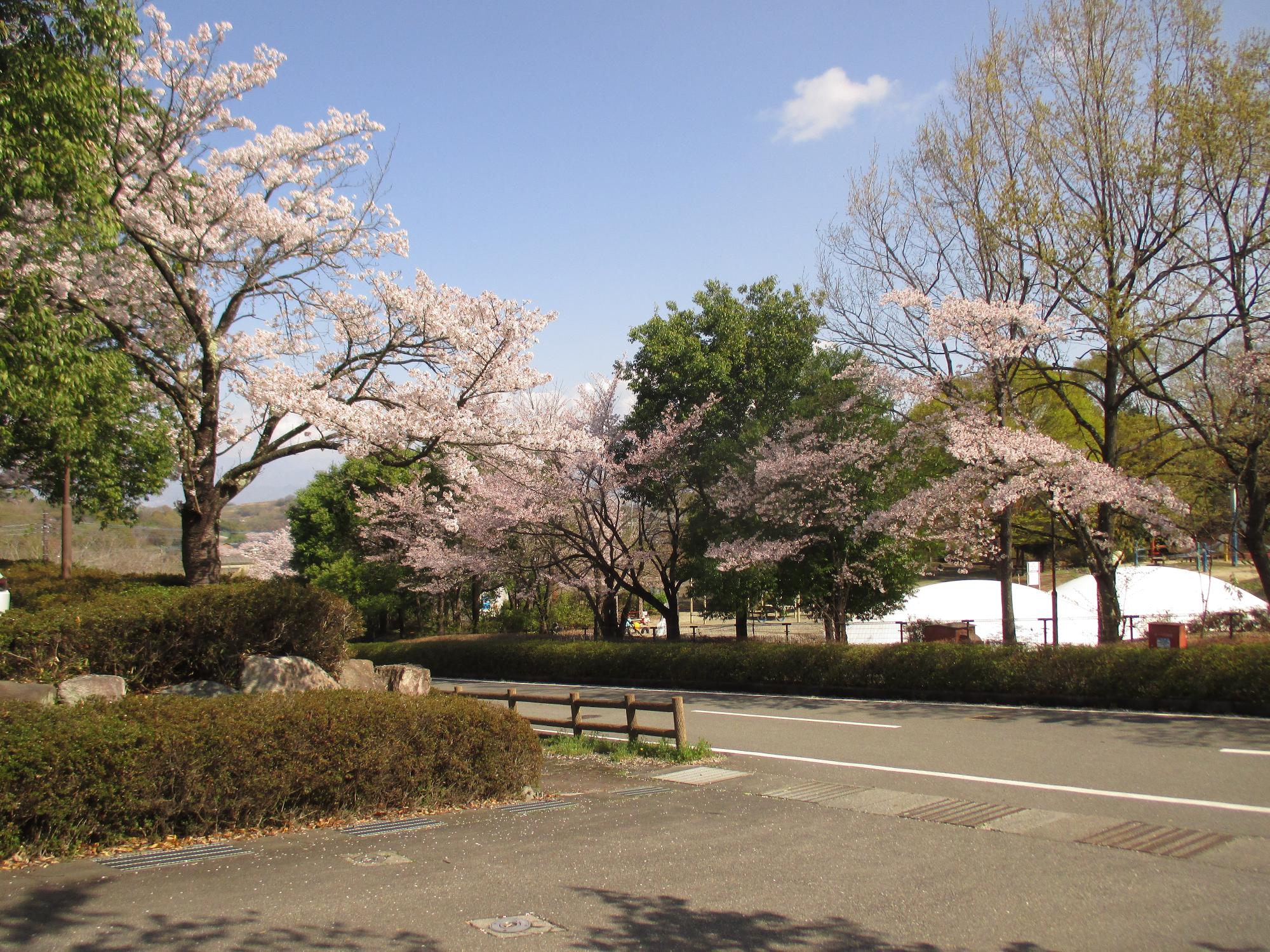 シルクの里公園の桜の開花状況