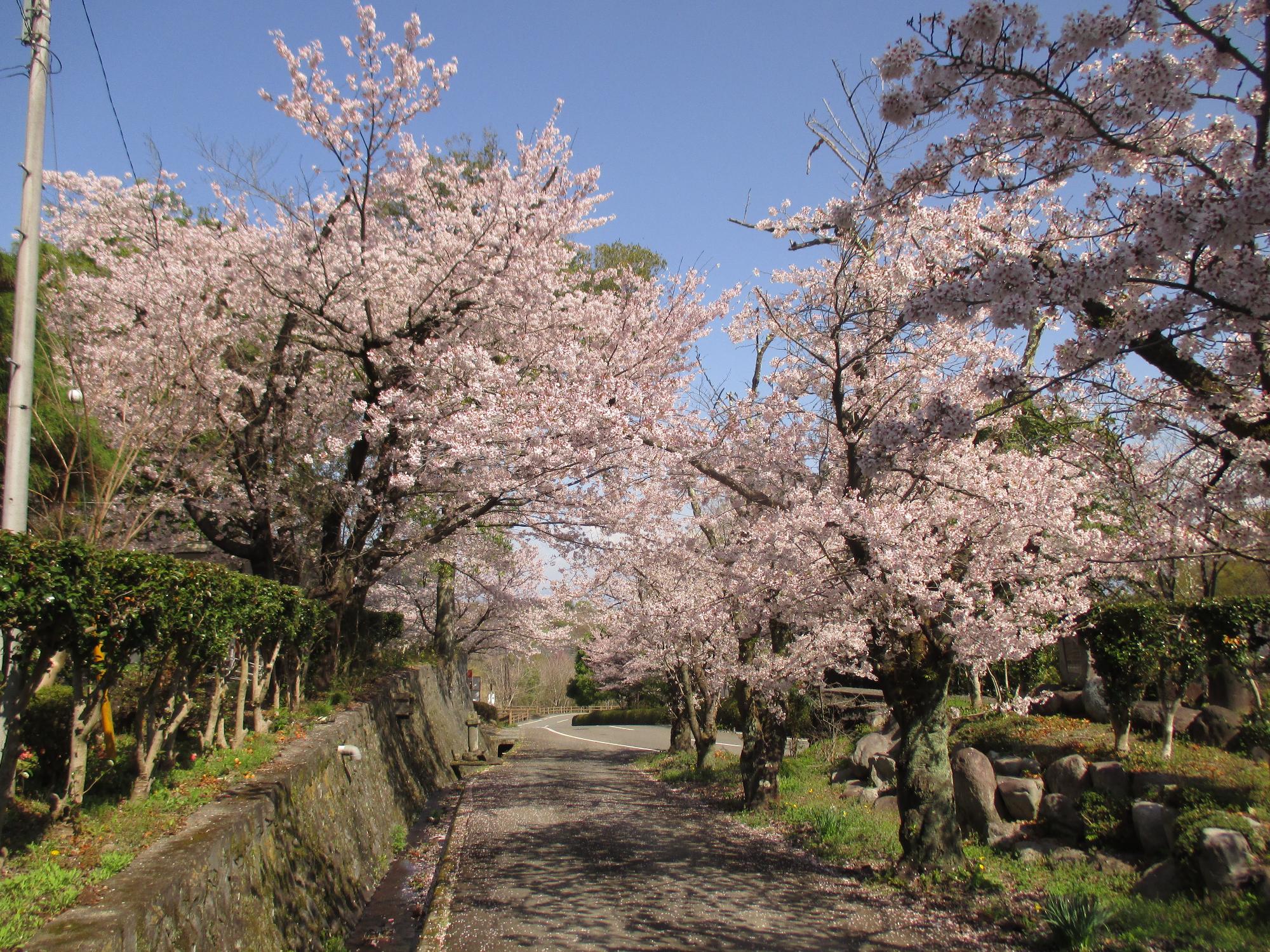 シルクの里公園の桜の開花状況