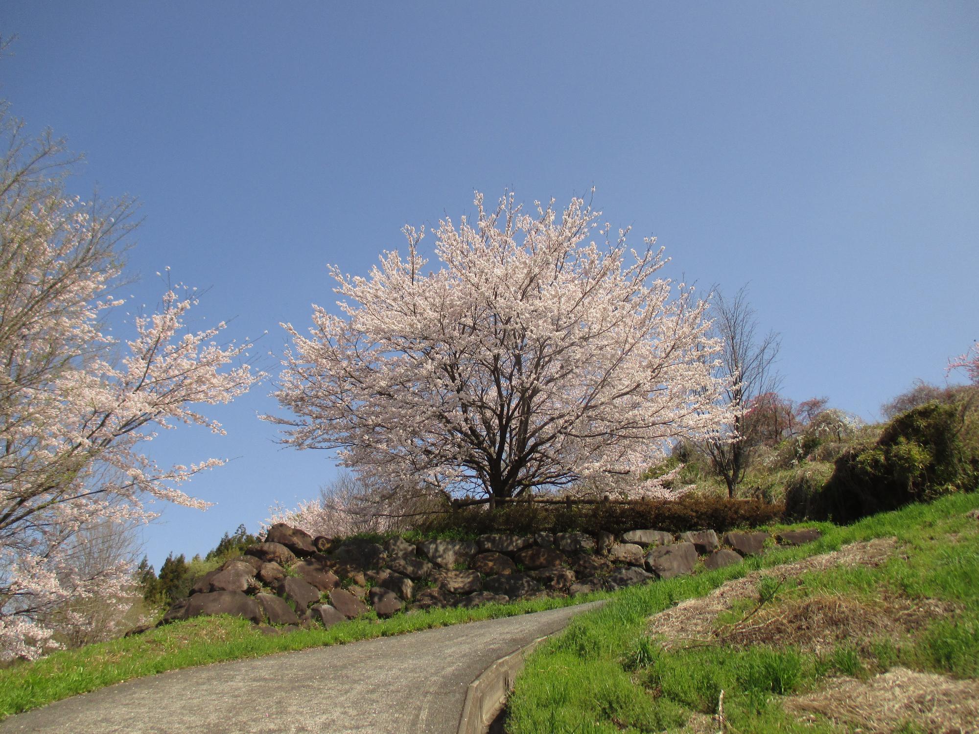 神明の丘眺望公園隣接の桜の開花状況