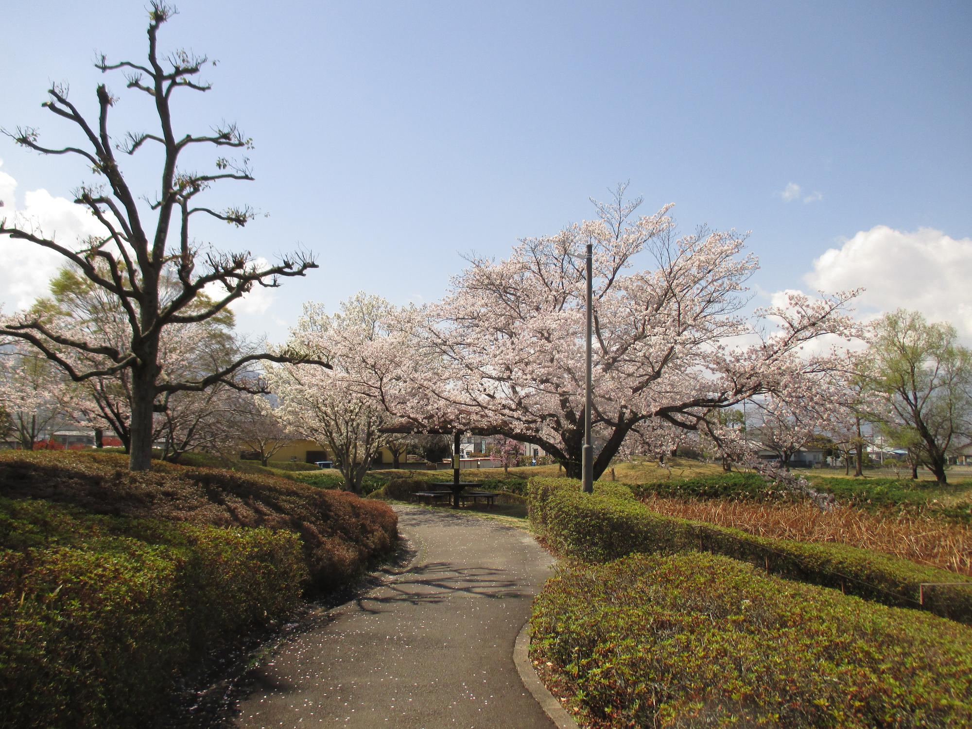 玉穂ふれあい広場の桜開花状況