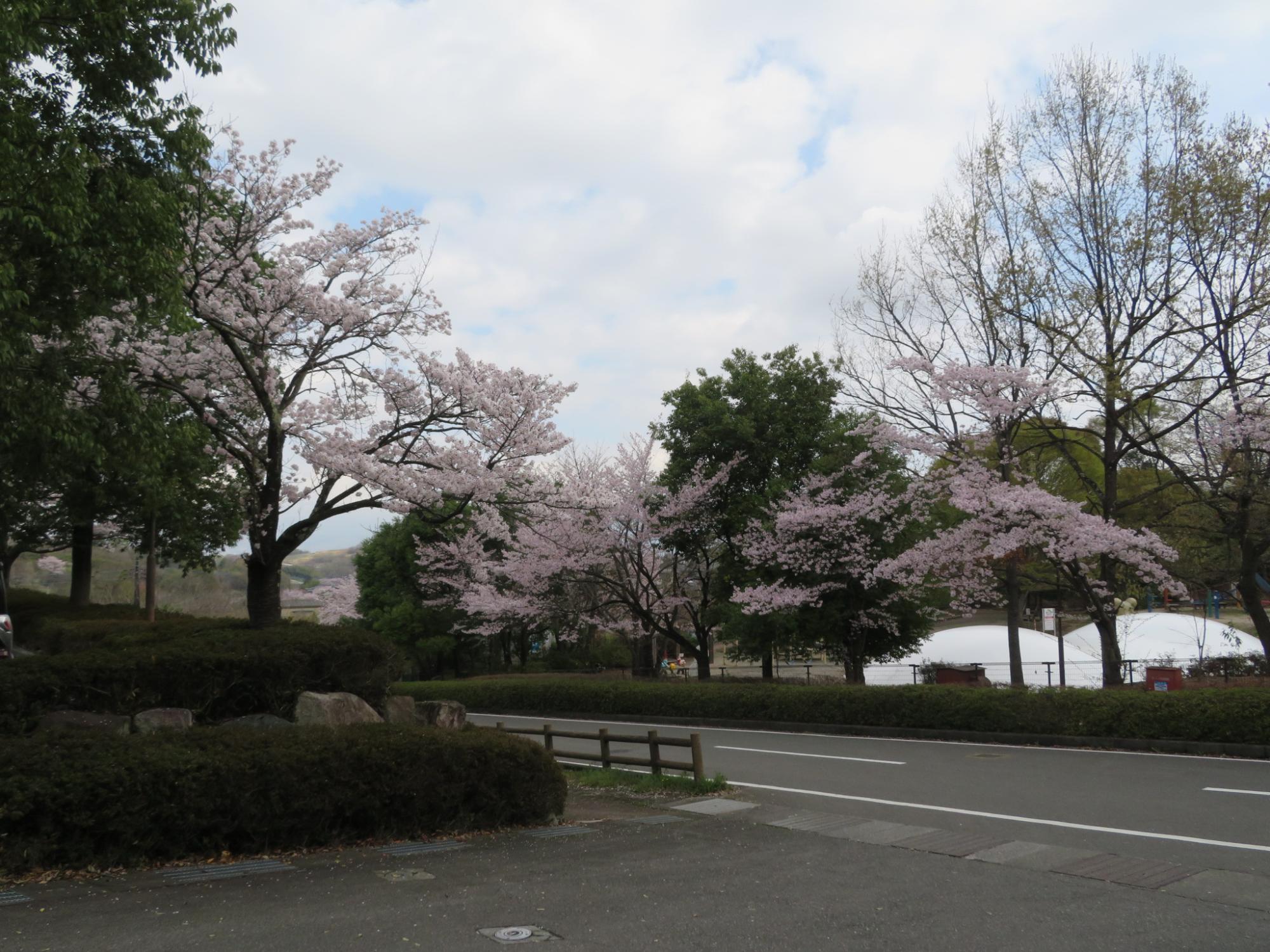 シルクの里公園の桜の開花状況