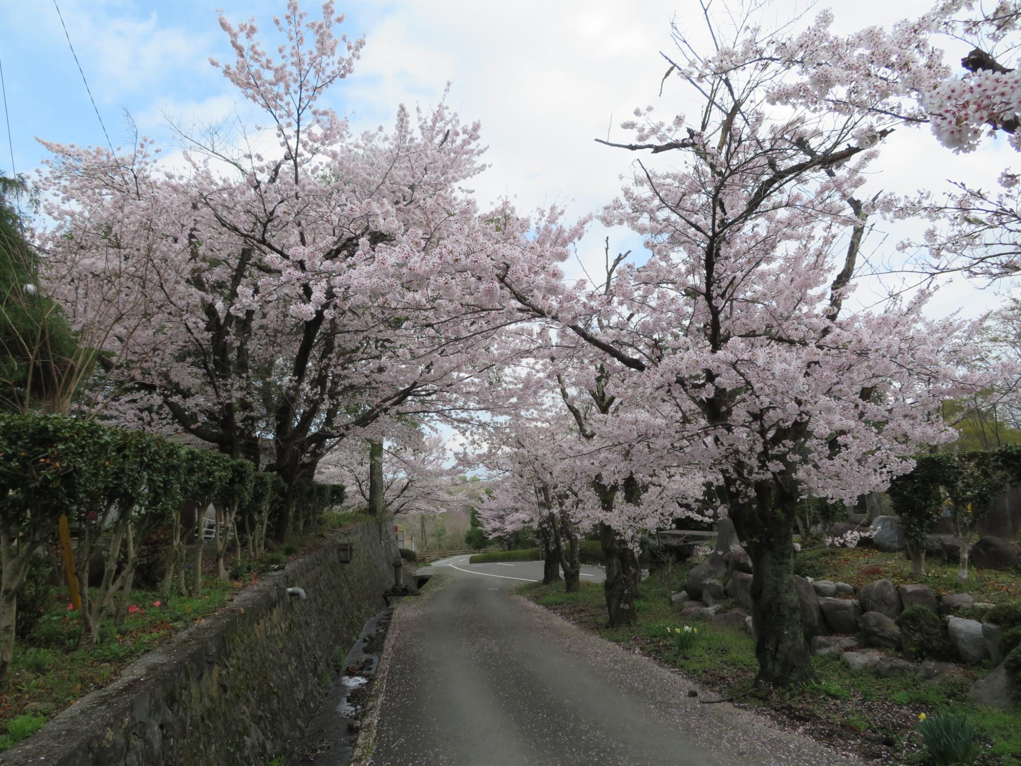 シルクの里公園の桜の開花状況