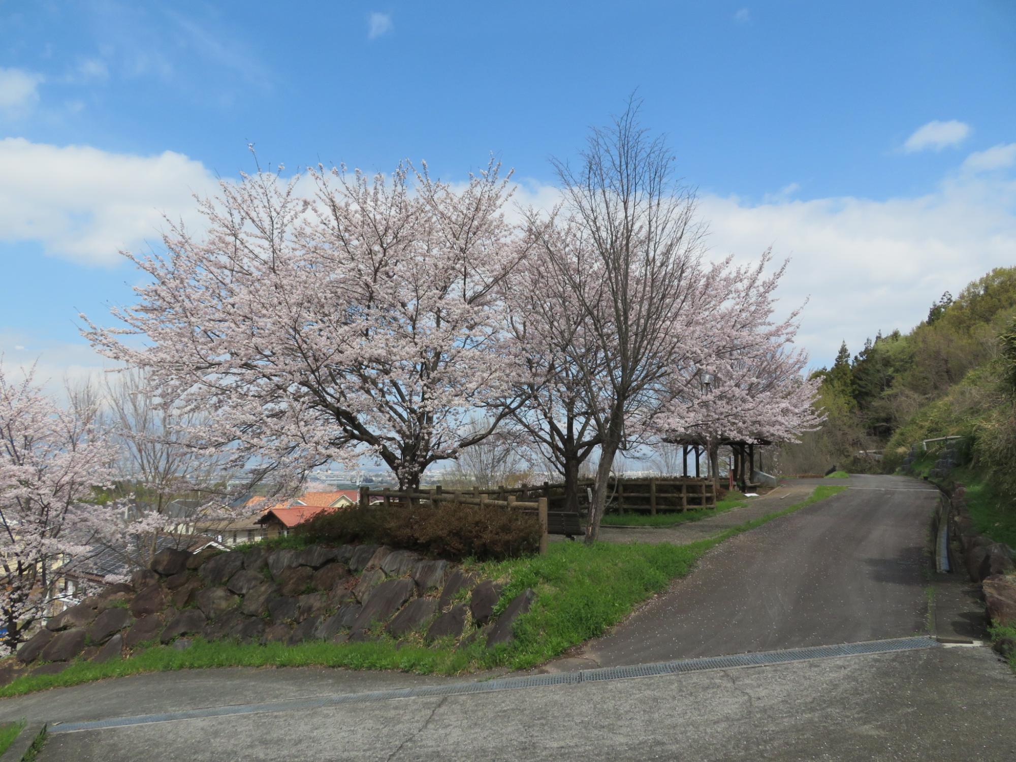 神明の丘眺望公園隣接の桜の開花状況