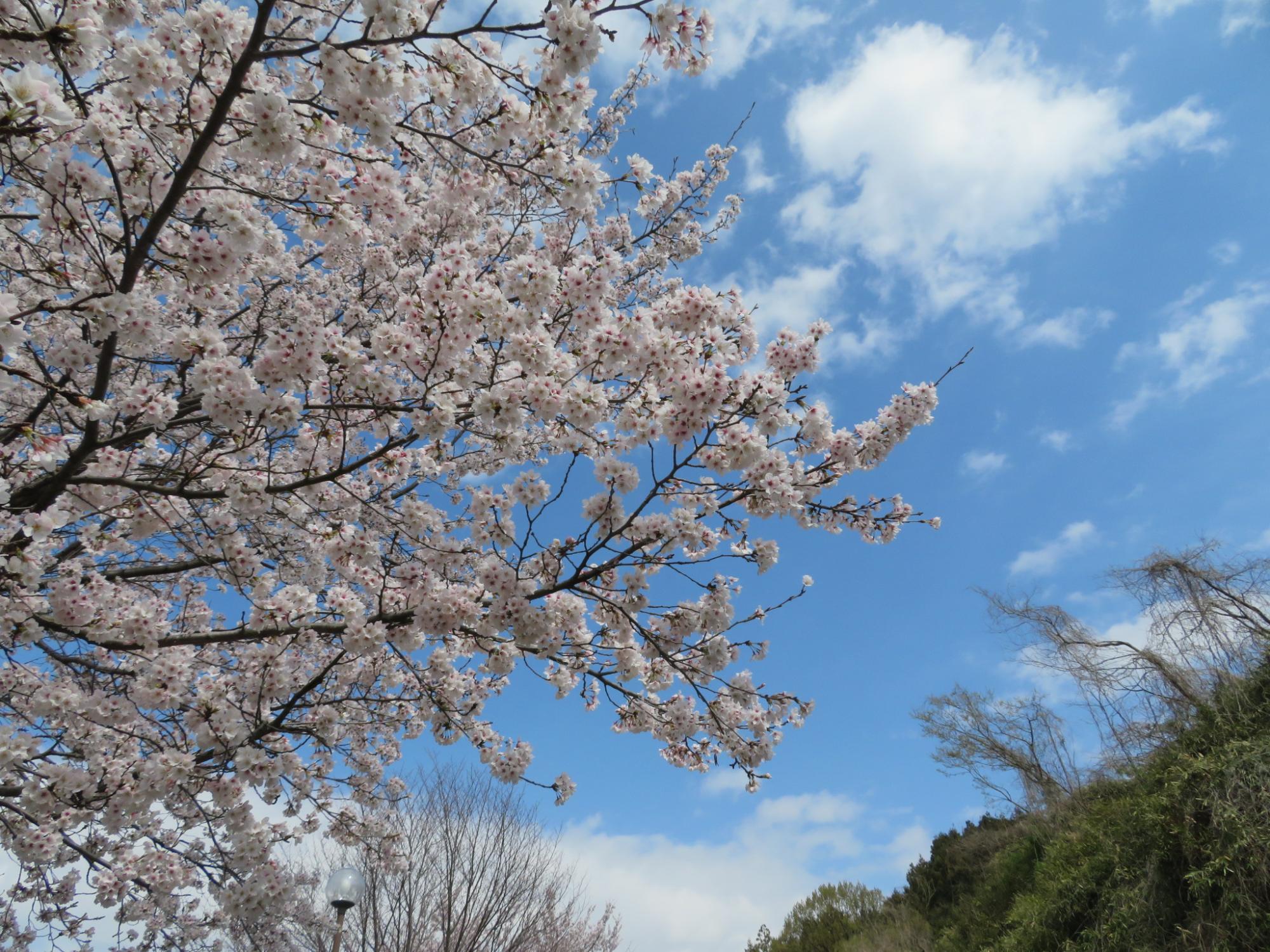 神明の丘眺望公園隣接の桜の開花状況