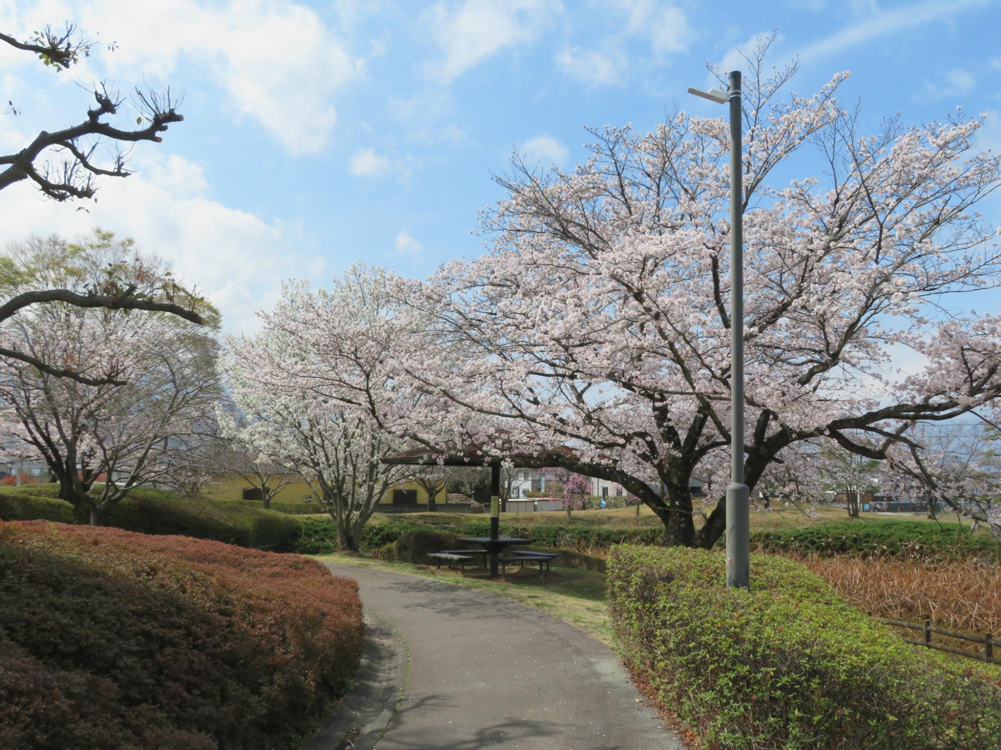 玉穂ふれあい広場の桜開花状況