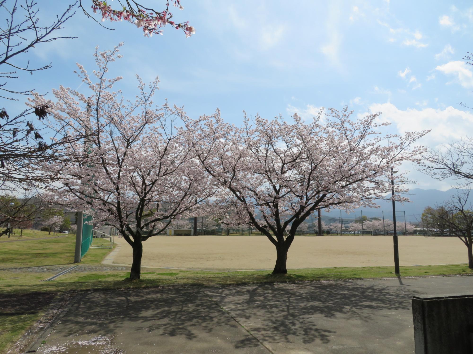 玉穂ふれあい広場の桜開花状況