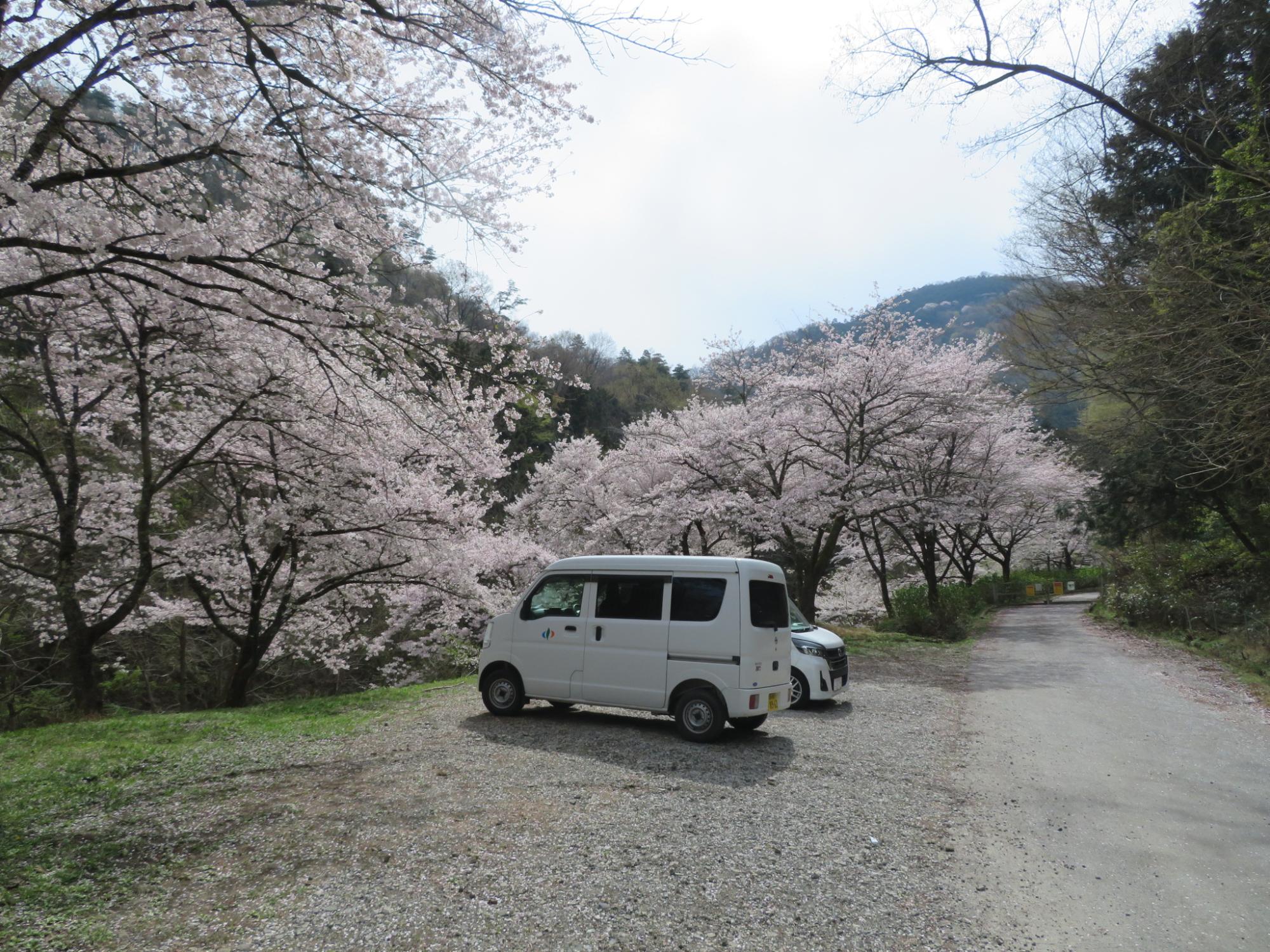 山の神千本桜の開花状況の写真