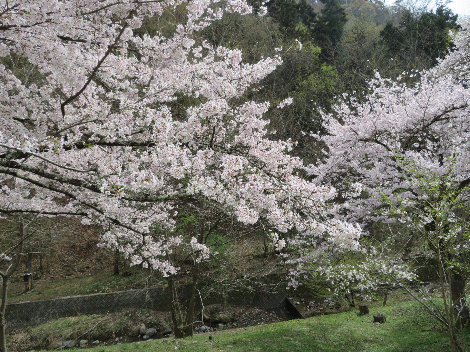 山の神千本桜の開花状況の写真