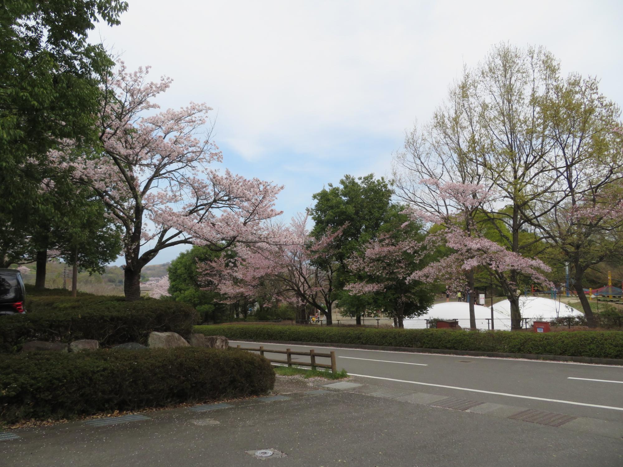 シルクの里公園の桜の開花状況