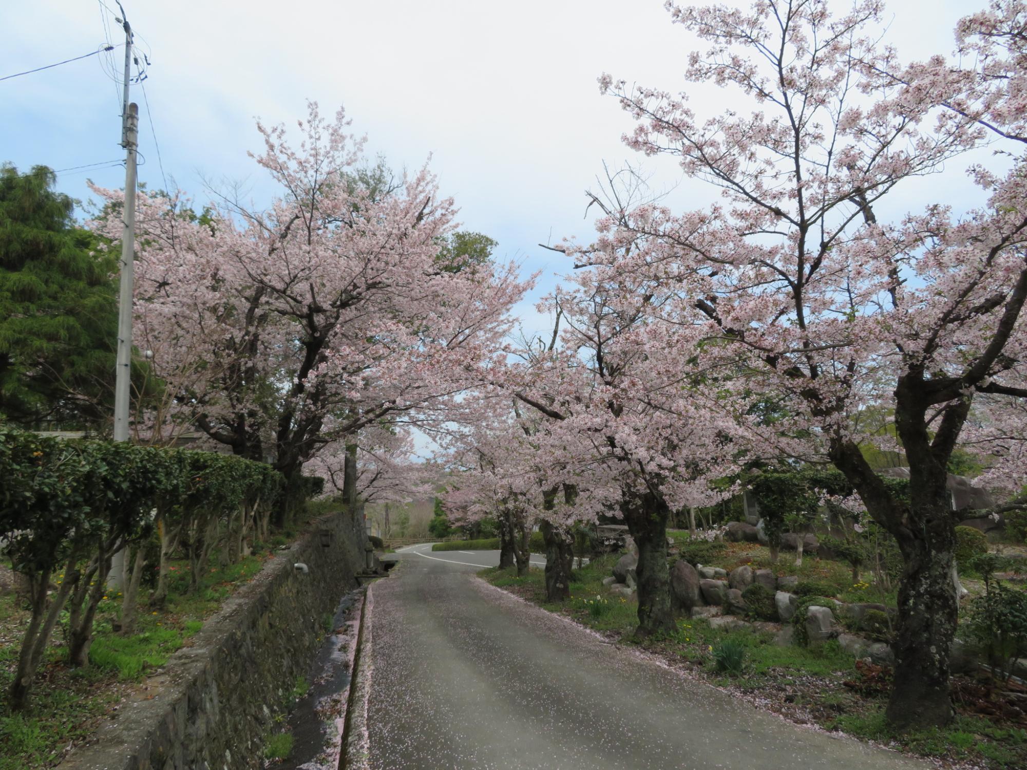 シルクの里公園の桜の開花状況