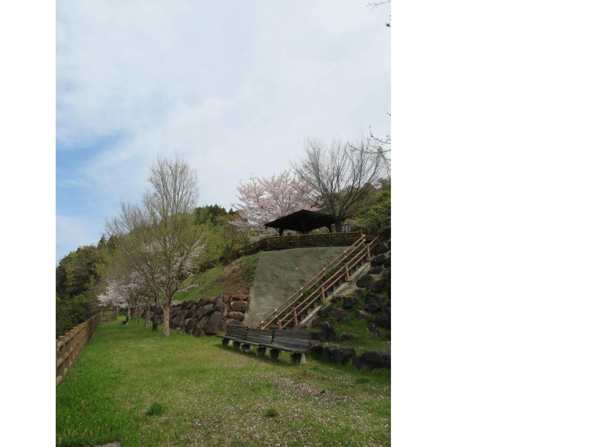 神明の丘眺望公園隣接の桜の開花状況