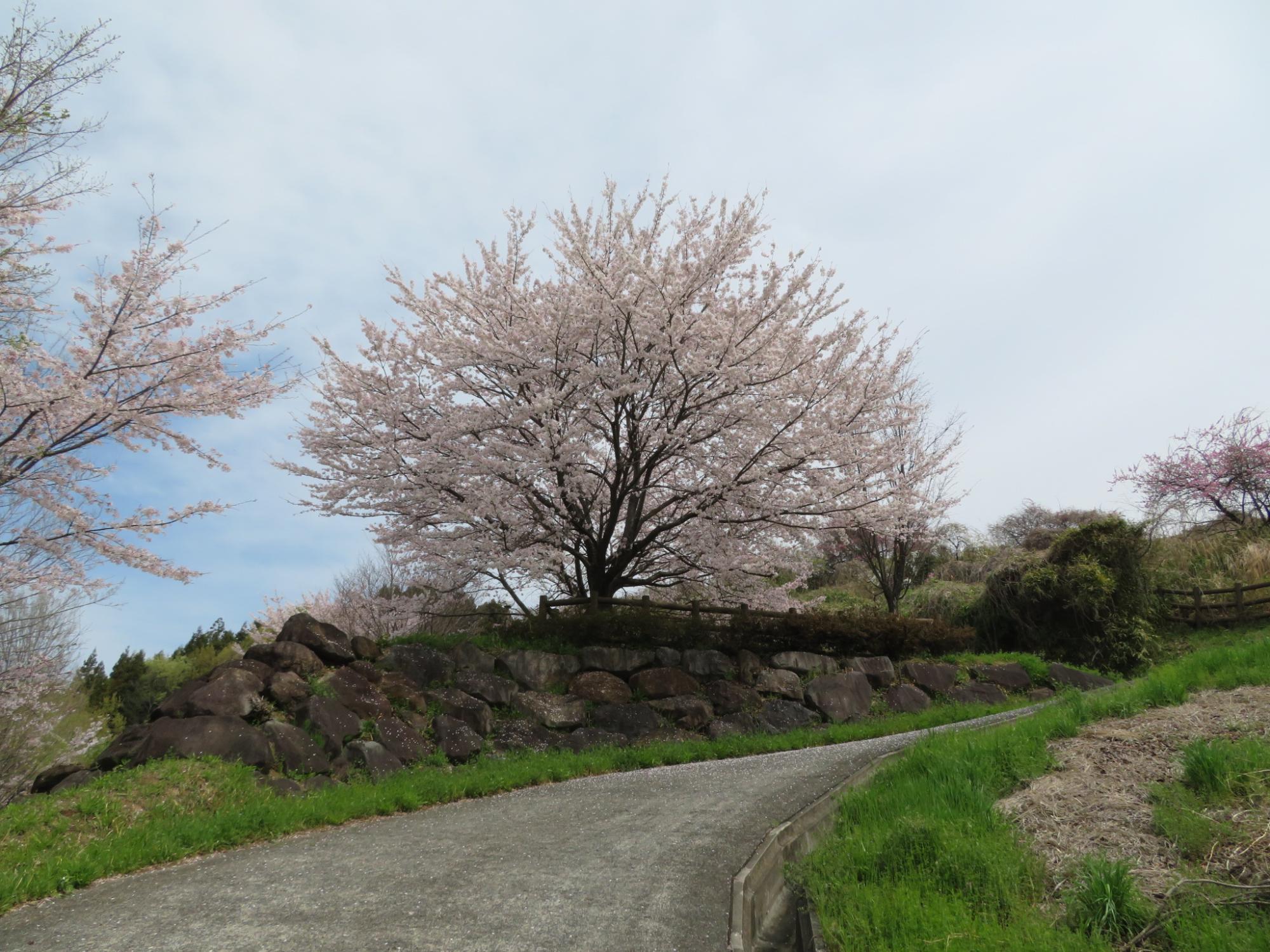 神明の丘眺望公園隣接の桜の開花状況