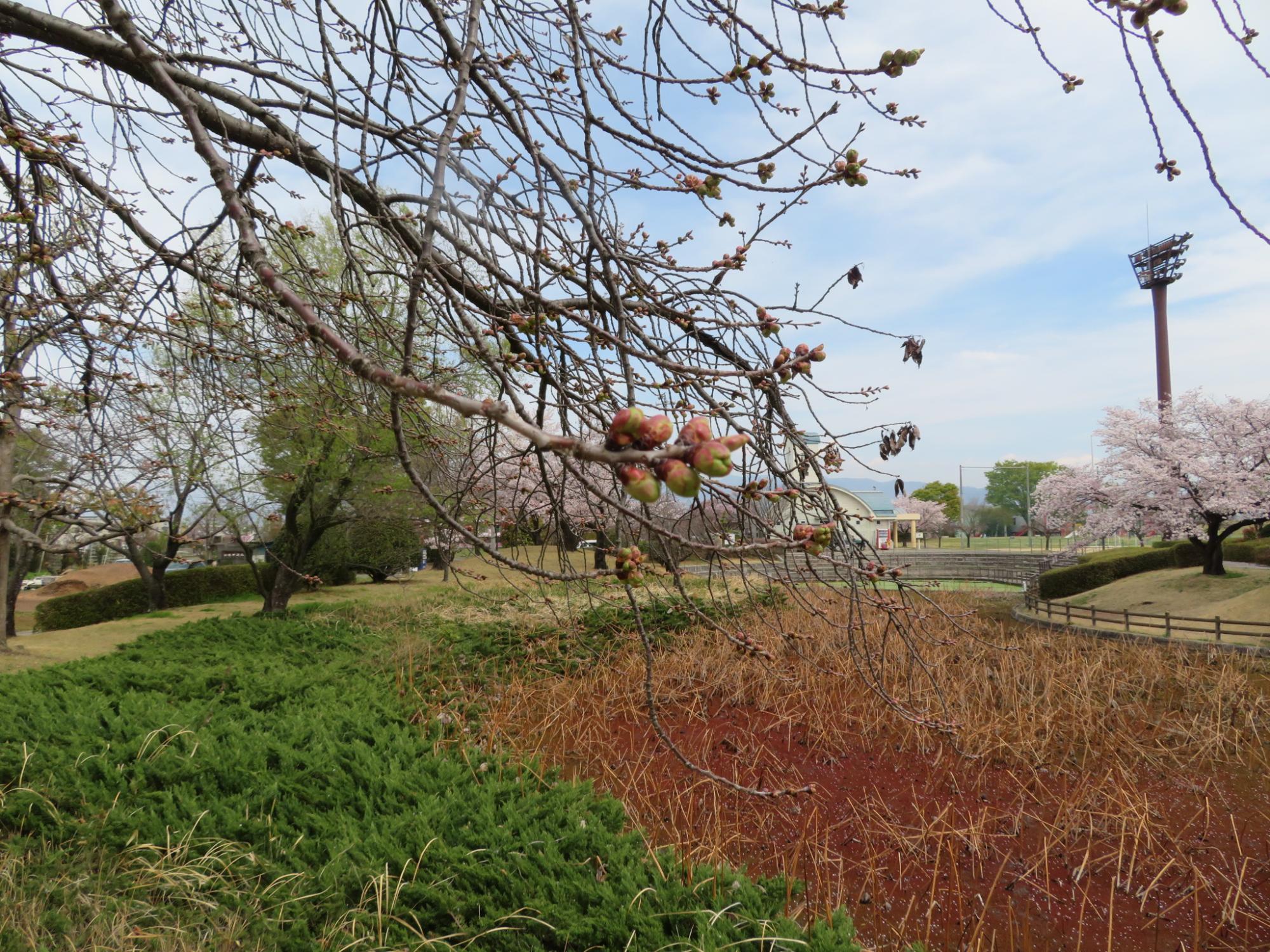 玉穂ふれあい広場の桜開花状況