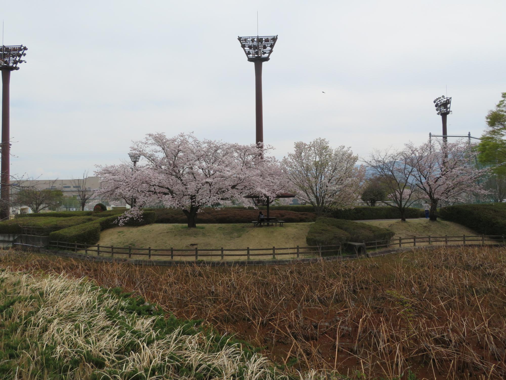 玉穂ふれあい広場の桜開花状況