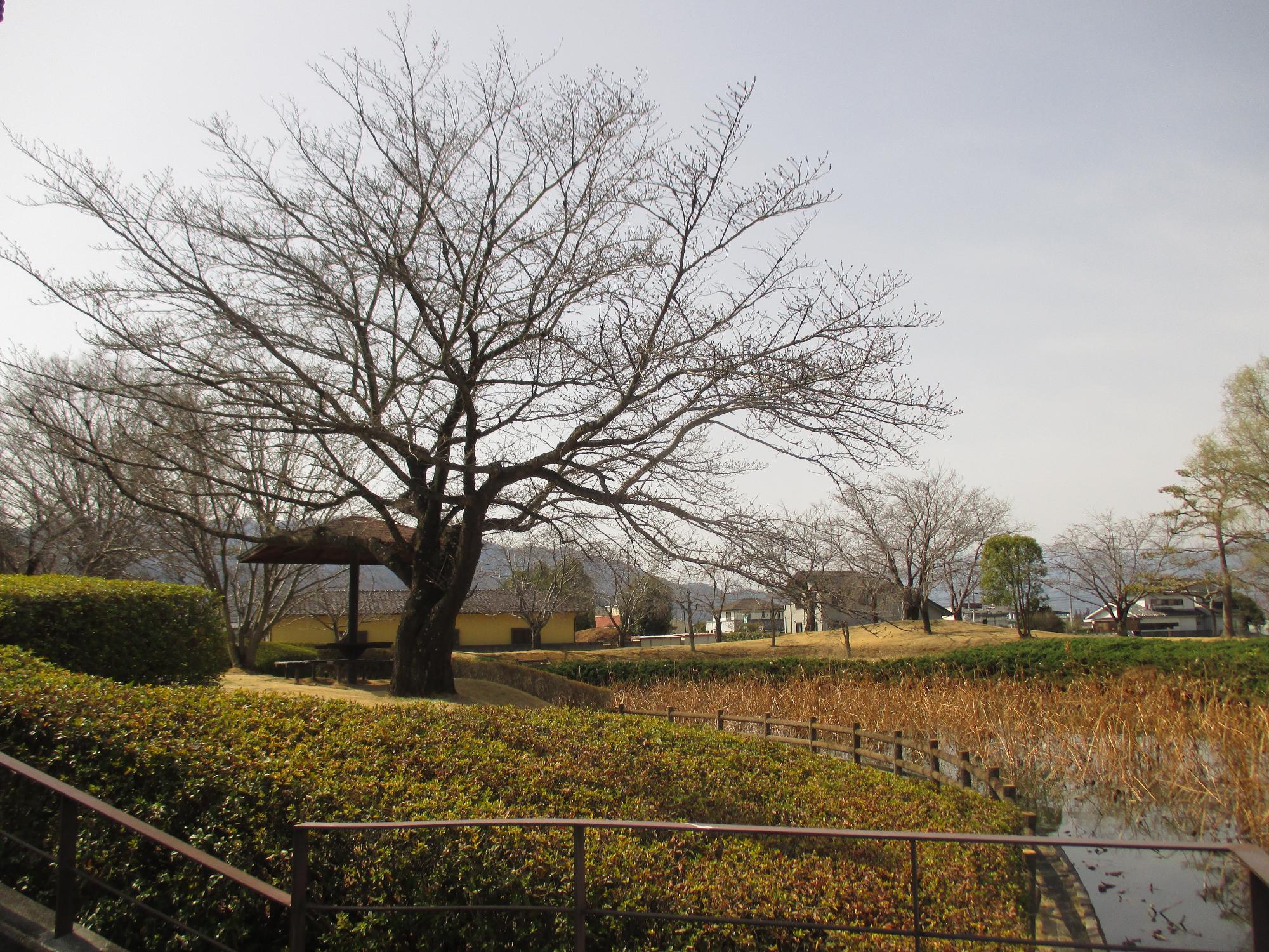 ３月１６日　玉穂ふるさとふれあい広場開花状況